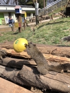 町田リス園