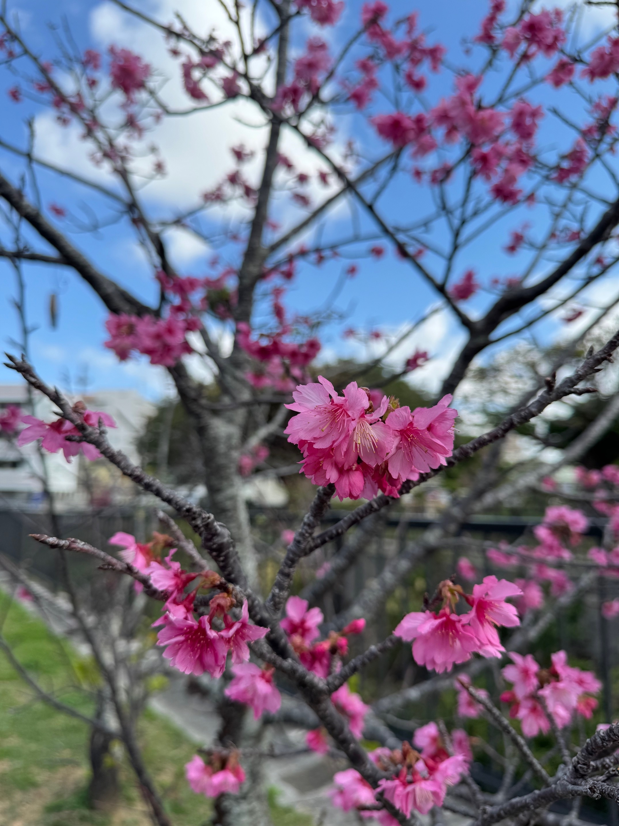 ありがとう与儀公園まつり