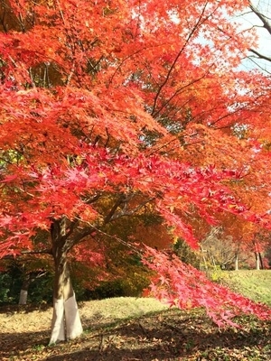 autumn
