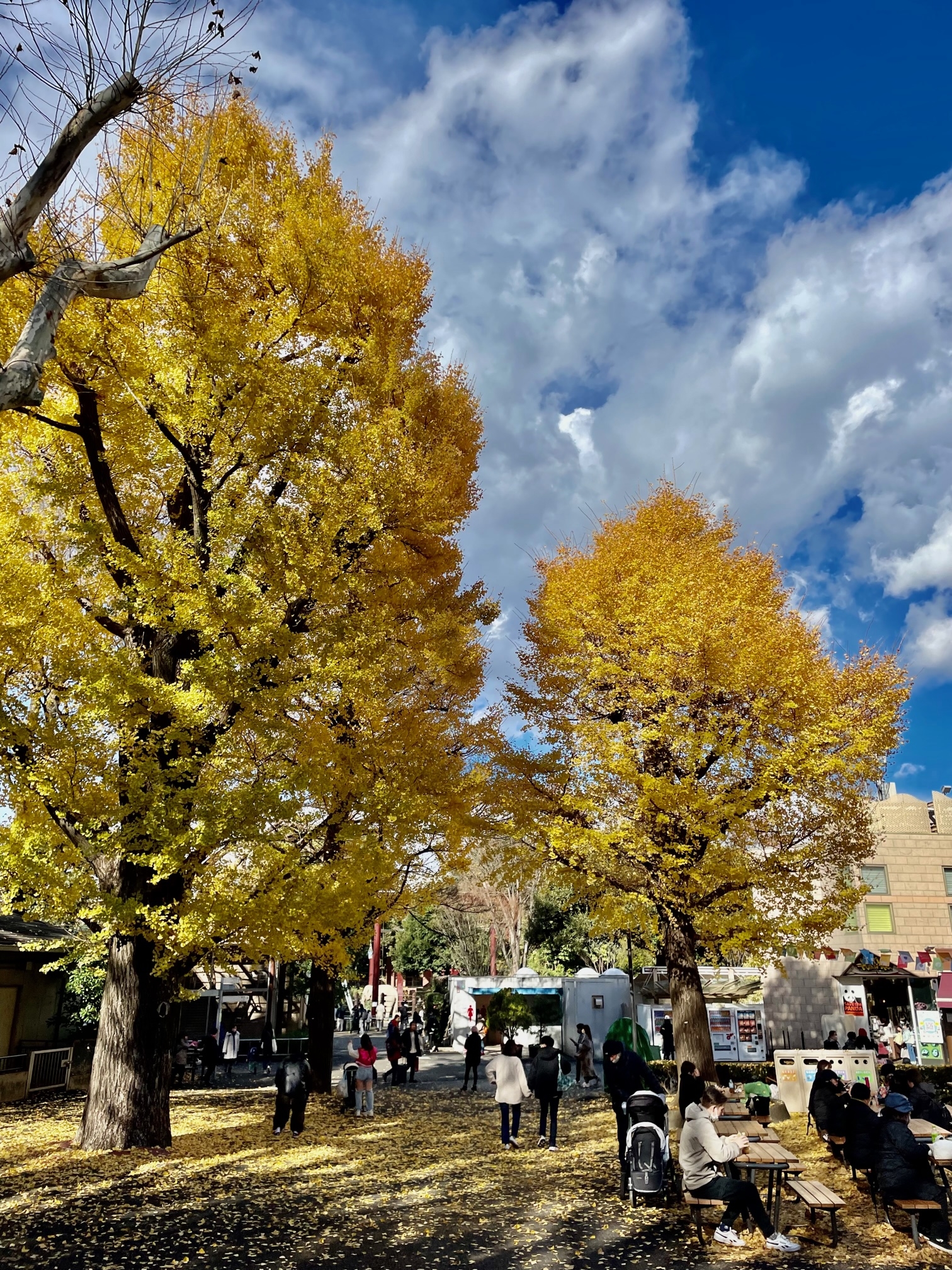 銀杏　上野